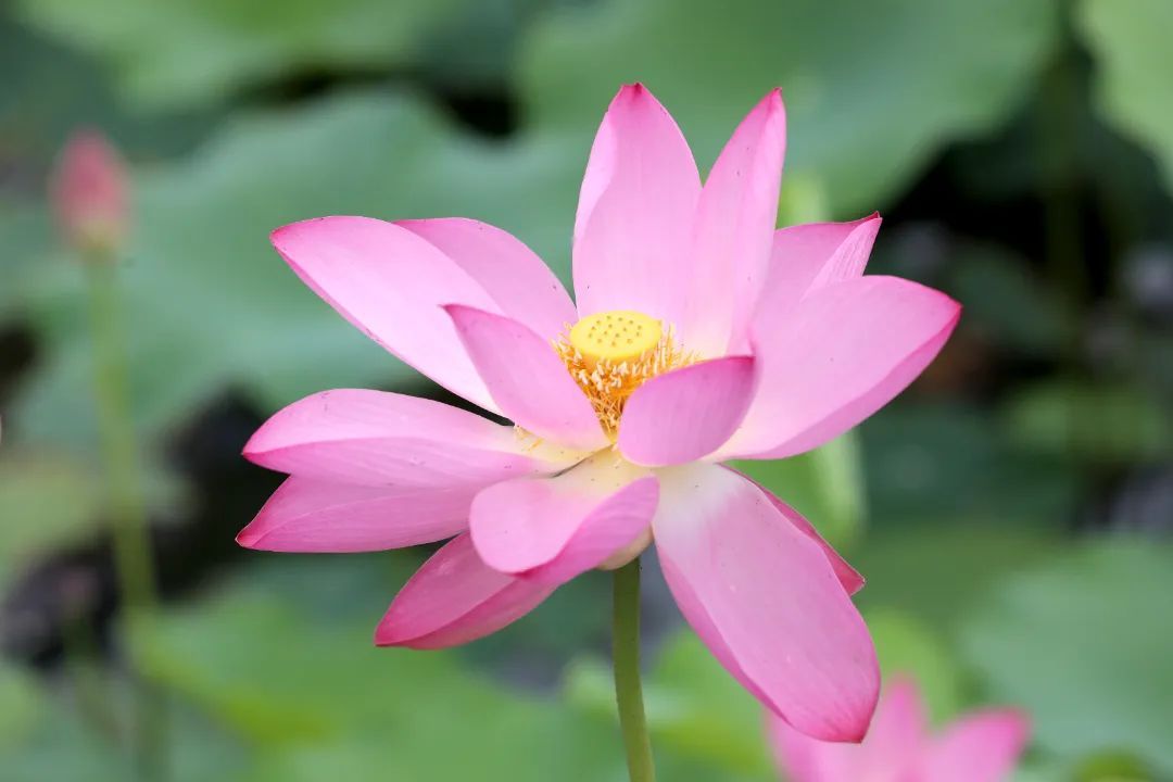 夏至丨蝉鸣惊半夏 晴光映荷花 夏至丨蝉鸣惊半夏 晴光映荷花