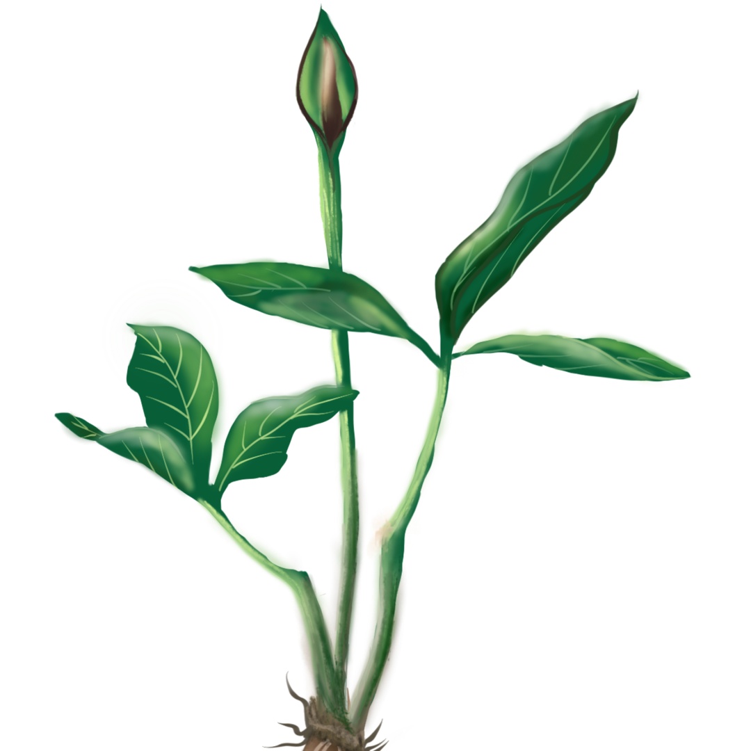 最古老的节气已至!夏至八大忌,你知道吗? 最古老的节气已至!夏至八大忌,你知道吗?