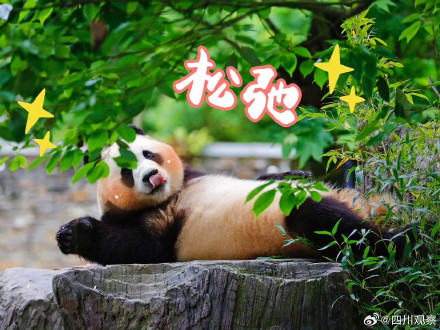 福宝表情包上新了！假如你的上班搭子是熊猫