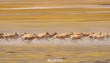 神奇又壮美!每张都是屏保的藏羚羊迁徙大片来了 神奇又壮美!每张都是屏保的藏羚羊迁徙大片来了