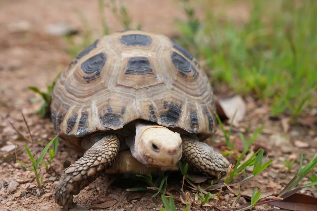 民警救助的乌龟,竟是国家一级保护野生动物? 民警救助的乌龟,竟是国家一级保护野生动物?
