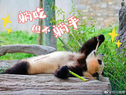 福宝表情包上新了！假如你的上班搭子是熊猫