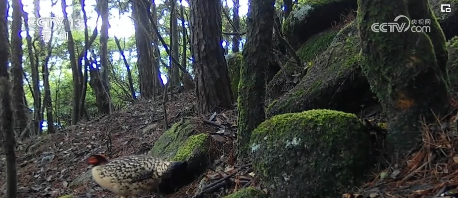 我国生物多样性丰富度上升 消失的野生动物重新出现