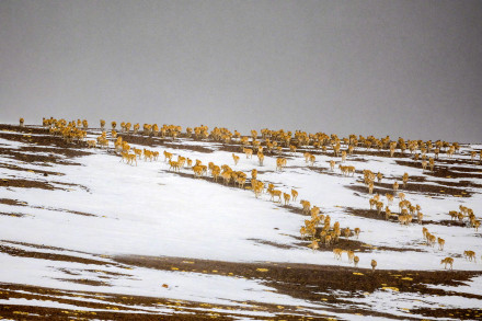 神奇动物在西藏|藏羚羊的迁徙之美 神奇动物在西藏|藏羚羊的迁徙之美