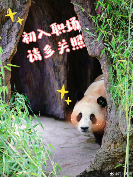 福宝表情包上新了！假如你的上班搭子是熊猫