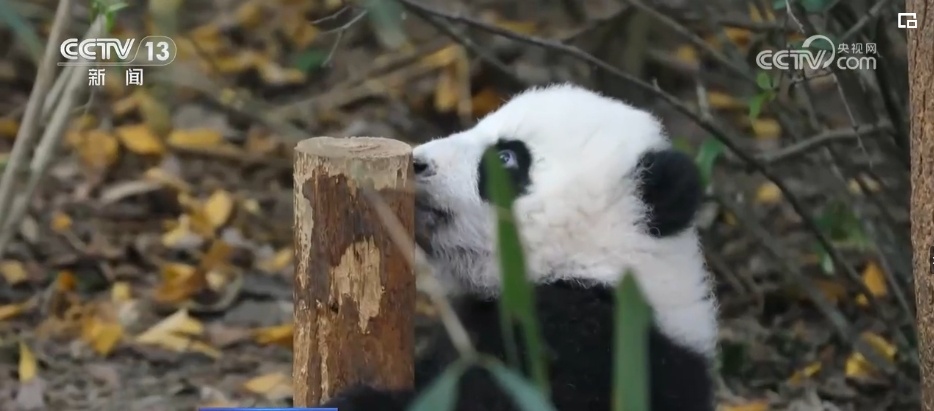我国生物多样性丰富度上升 消失的野生动物重新出现