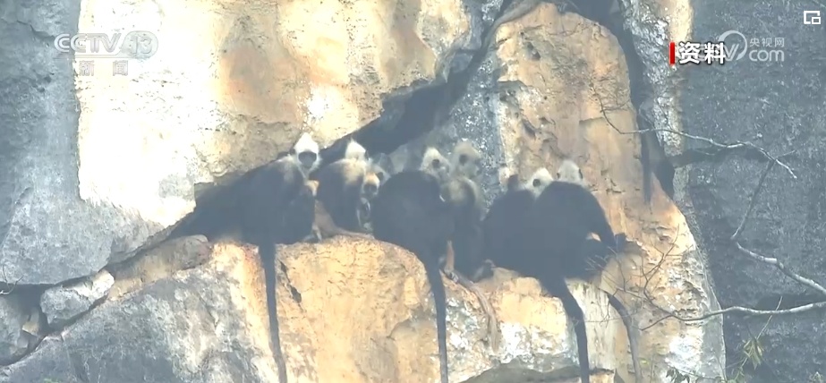 我国生物多样性丰富度上升 消失的野生动物重新出现