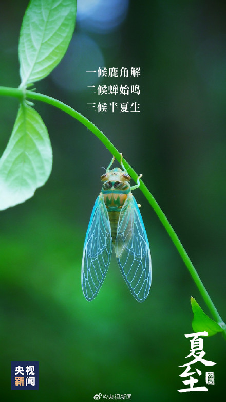 夏至吃哪种面？推荐一下你的最爱！