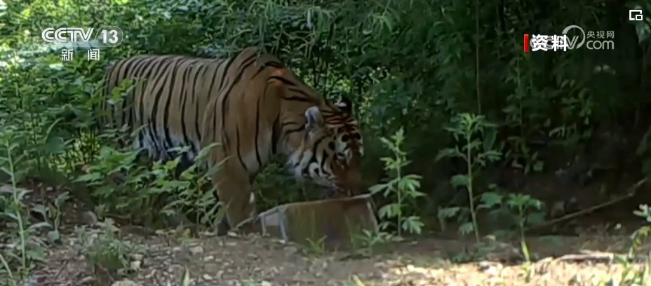我国生物多样性丰富度上升 消失的野生动物重新出现