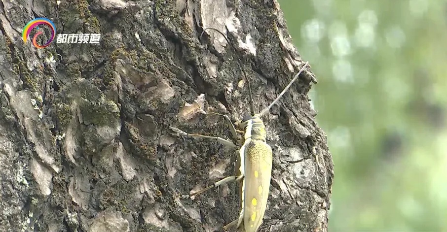 抓一只金龟子奖一元钱,真的假的?昆明大观公园回应来了! 抓一只金龟子奖一元钱,真的假的?昆明大观公园回应来了!