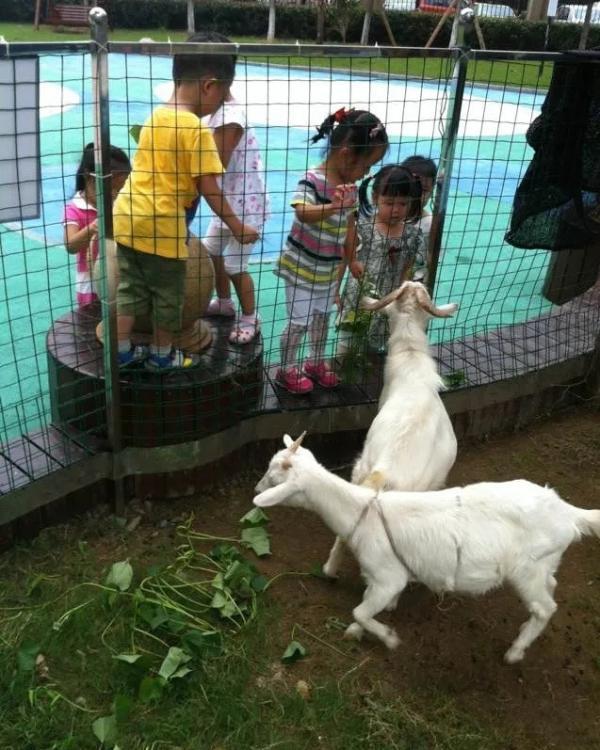 “这里曾经生活着一只羊”