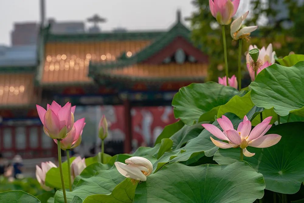 夏至 | 暑气渐盛，夏日悠长