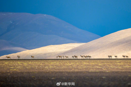 神奇又壮美!每张都是屏保的藏羚羊迁徙大片来了 神奇又壮美!每张都是屏保的藏羚羊迁徙大片来了