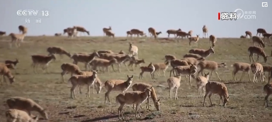 我国生物多样性丰富度上升 消失的野生动物重新出现