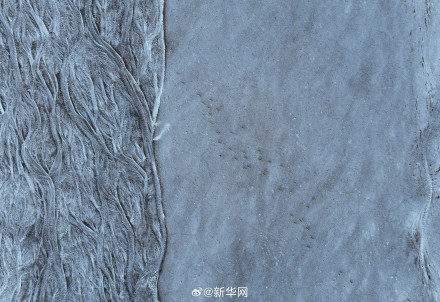 神奇又壮美!每张都是屏保的藏羚羊迁徙大片来了 神奇又壮美!每张都是屏保的藏羚羊迁徙大片来了