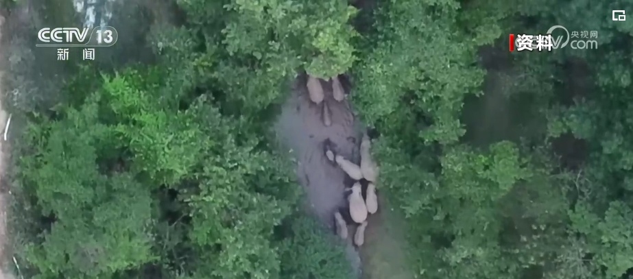 我国生物多样性丰富度上升 消失的野生动物重新出现