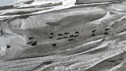 神奇又壮美!每张都是屏保的藏羚羊迁徙大片来了 神奇又壮美!每张都是屏保的藏羚羊迁徙大片来了