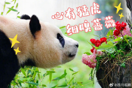 福宝表情包上新了！假如你的上班搭子是熊猫