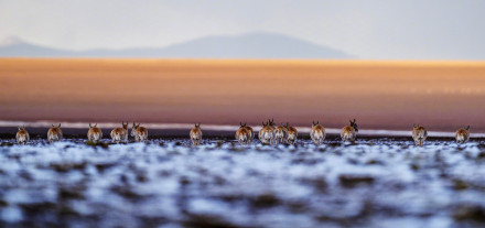 神奇动物在西藏|藏羚羊的迁徙之美 神奇动物在西藏|藏羚羊的迁徙之美