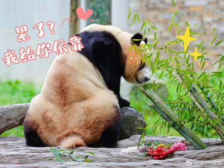 福宝表情包上新了！假如你的上班搭子是熊猫