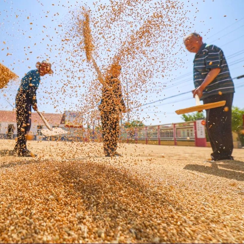 夏至丨蝉鸣惊半夏 晴光映荷花 夏至丨蝉鸣惊半夏 晴光映荷花