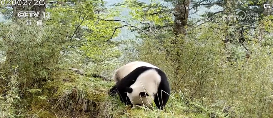 我国生物多样性丰富度上升 消失的野生动物重新出现