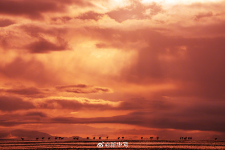 神奇又壮美!每张都是屏保的藏羚羊迁徙大片来了 神奇又壮美!每张都是屏保的藏羚羊迁徙大片来了