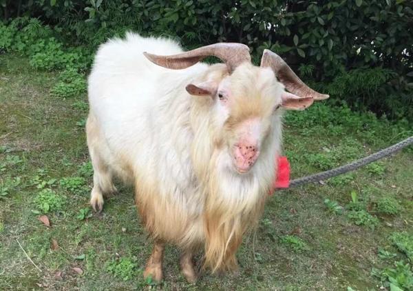 “这里曾经生活着一只羊”