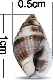 官方预警：不要买！不要吃！毒性比砒霜高百倍，尚无解药！