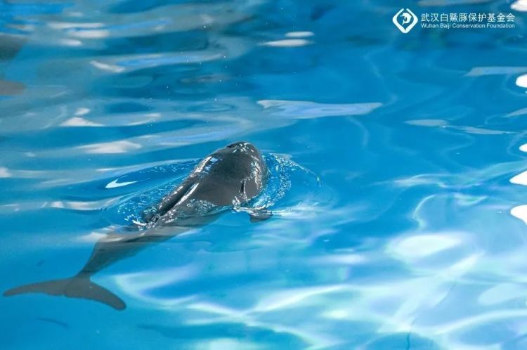 江豚宝宝“F9C24”首次亮相！