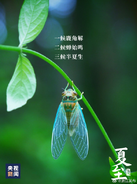 夏至已至，美好始长