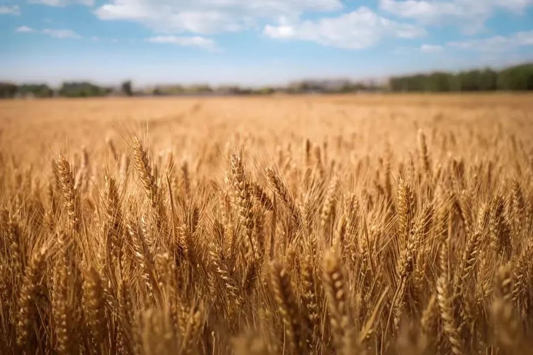 夏至 | 暑气渐盛，夏日悠长