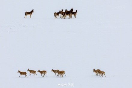 神奇又壮美!每张都是屏保的藏羚羊迁徙大片来了 神奇又壮美!每张都是屏保的藏羚羊迁徙大片来了