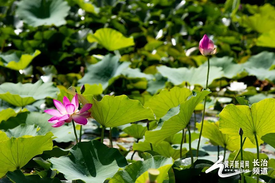 今日夏至丨共度地久天长时