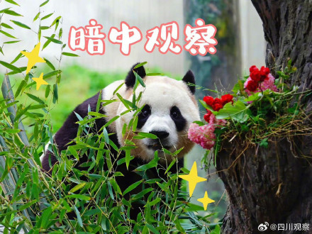 福宝表情包上新了！假如你的上班搭子是熊猫