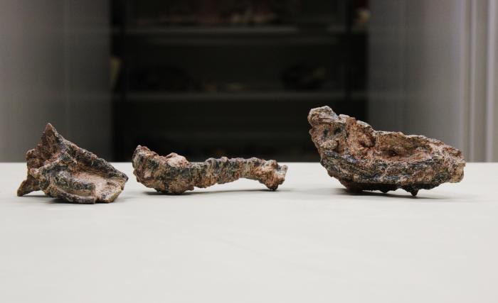 国际最新研究：巴西新发现2.37亿年前小型掠食性爬行动物