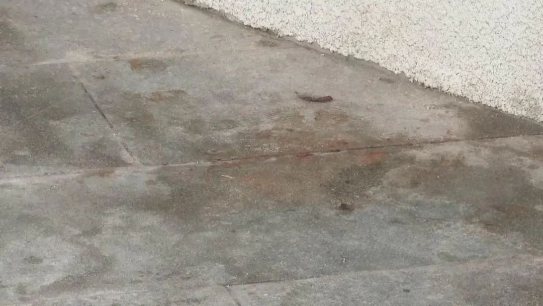 东莞一观景台遍地大小便？游客直呼恶臭难受