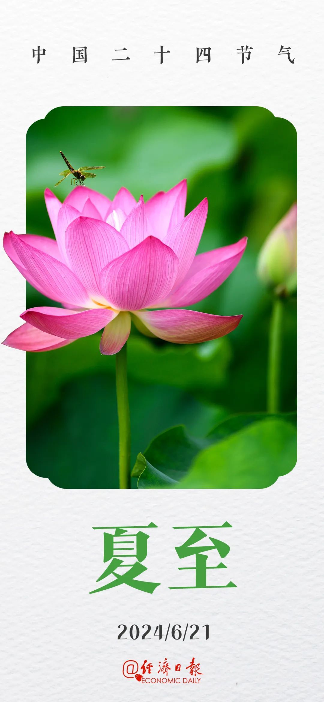 夏至丨蝉鸣惊半夏 晴光映荷花 夏至丨蝉鸣惊半夏 晴光映荷花