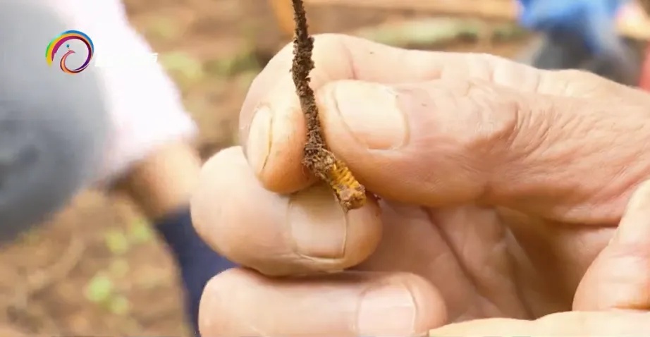 惊不惊喜？昆明捡菌子竟能挖到虫草！是冬虫夏草吗？