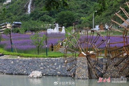 紫色花田铺满夏日 武都瑶寨沟马鞭草盛开