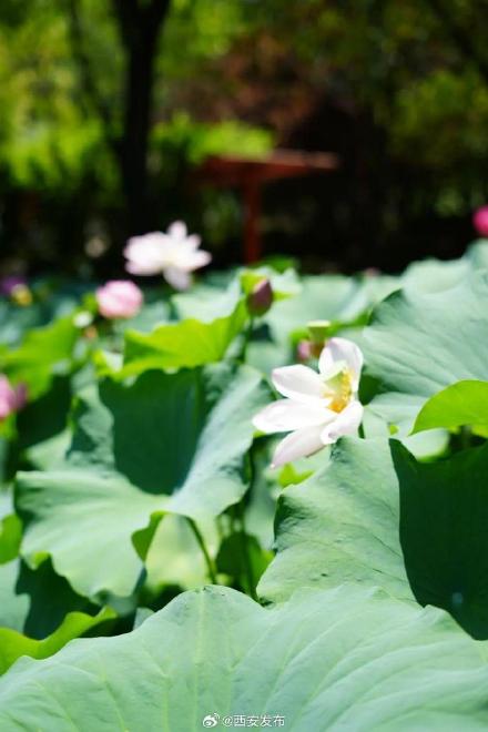 西安多个景区迎来今夏第一波荷花开放