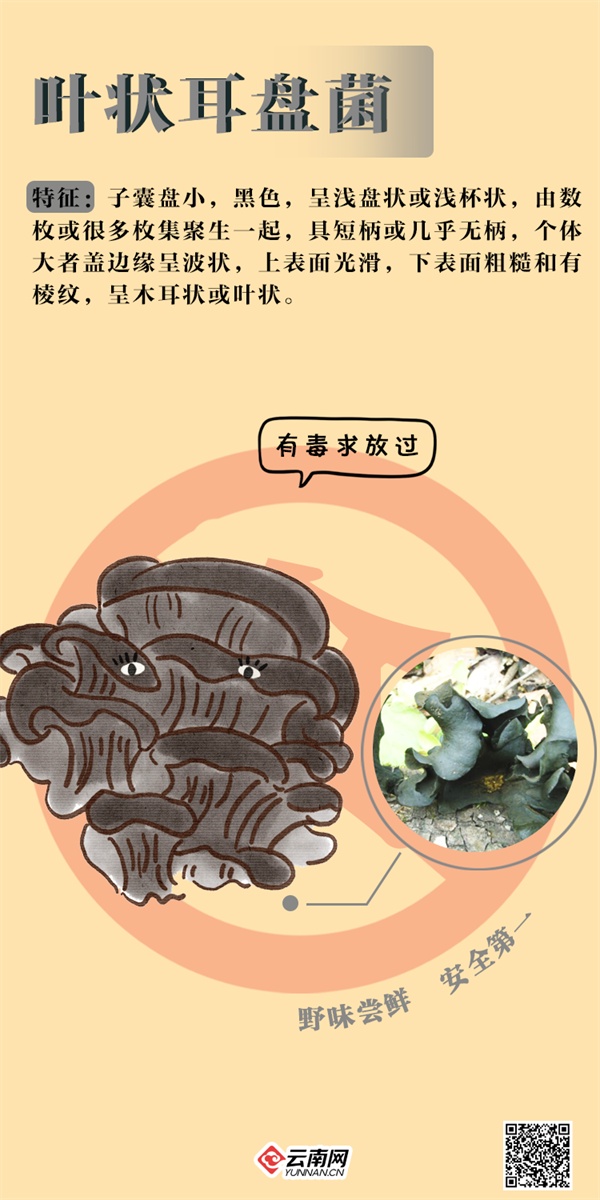 吃不得!吃不得!这些“jier”毒得很→ 吃不得!吃不得!这些“jier”毒得很→