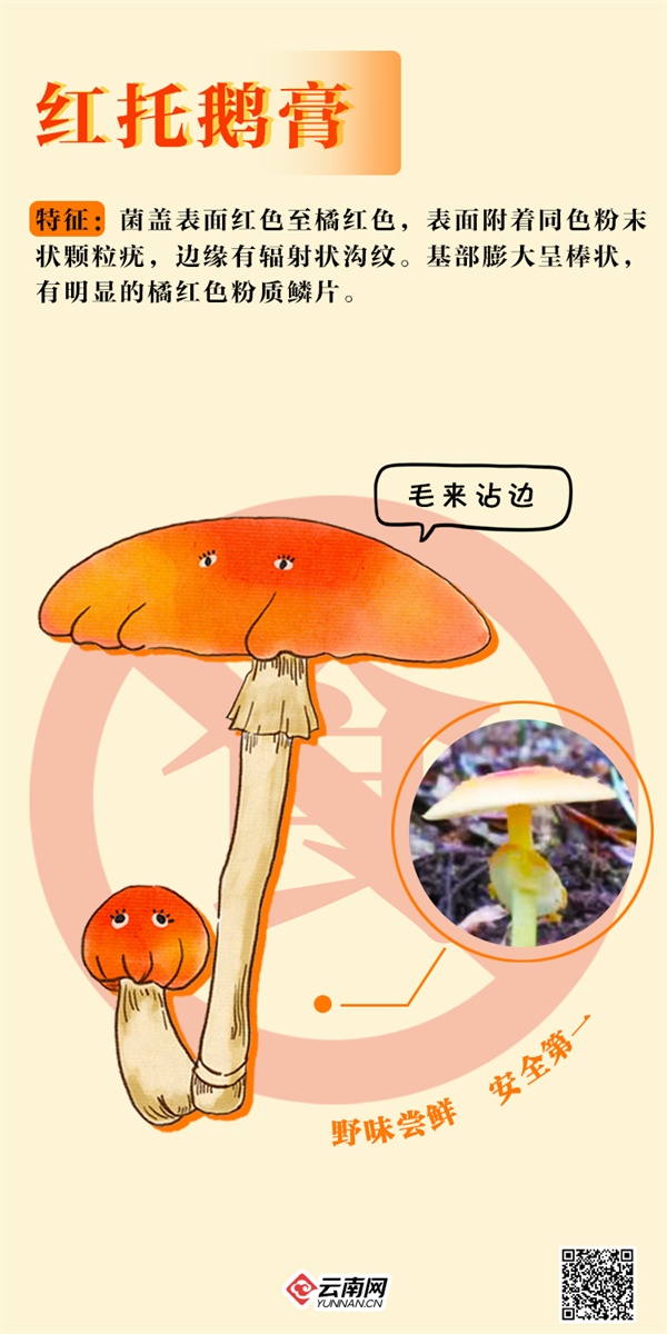 吃不得!吃不得!这些“jier”毒得很→ 吃不得!吃不得!这些“jier”毒得很→