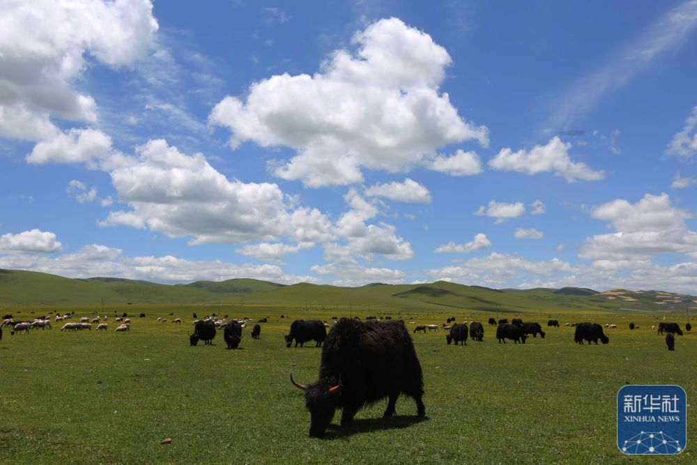 甘肃岷县狼渡草原夏日美景