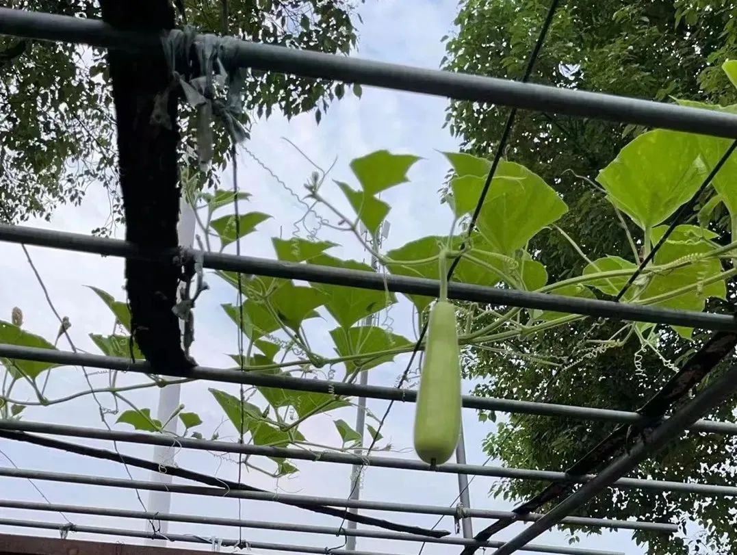 这种瓜别吃!很多苏州人夏季餐桌上都有→ 这种瓜别吃!很多苏州人夏季餐桌上都有→