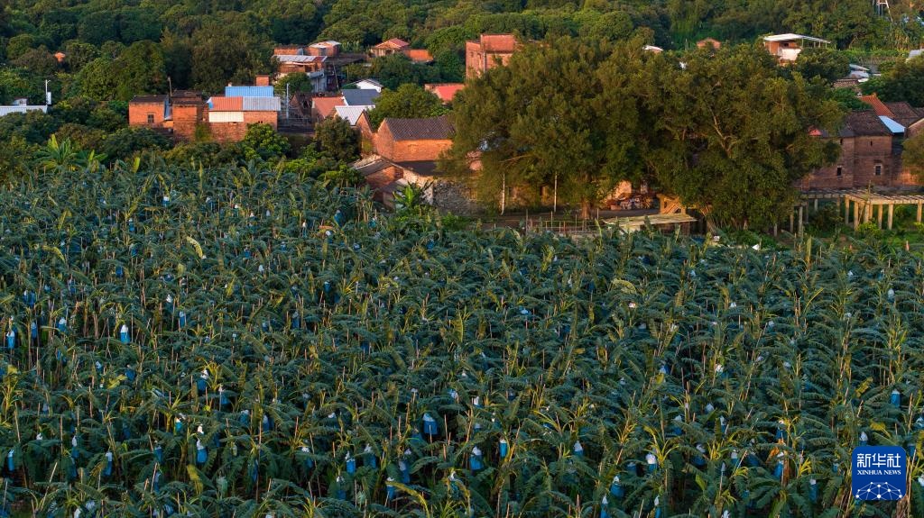 广东:苹果粉蕉丰收忙 广东:苹果粉蕉丰收忙