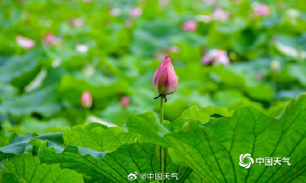 湖南衡阳荷花盛放 为夏日带来一抹清新