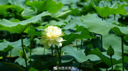 西安多个景区迎来今夏第一波荷花开放