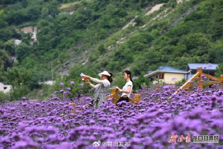 紫色花田铺满夏日 武都瑶寨沟马鞭草盛开