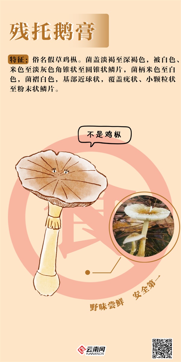 吃不得!吃不得!这些“jier”毒得很→ 吃不得!吃不得!这些“jier”毒得很→